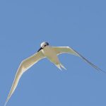 white tern spiritual meaning