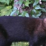 Fisher Cat Spiritual Meaning