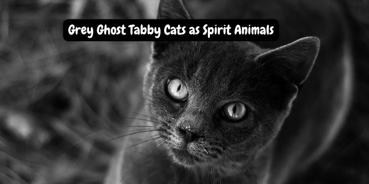 Grey Ghost Tabby Cats as Spirit Animals