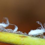 Spiritual Meaning of Woolly Aphids