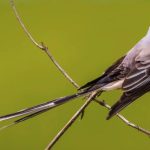 Aphid Spiritual Meaning: Insights from Nature's Tiny Messengers -  SacredSymbo