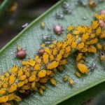 aphid spiritual meaning