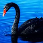 black duck spiritual meaning