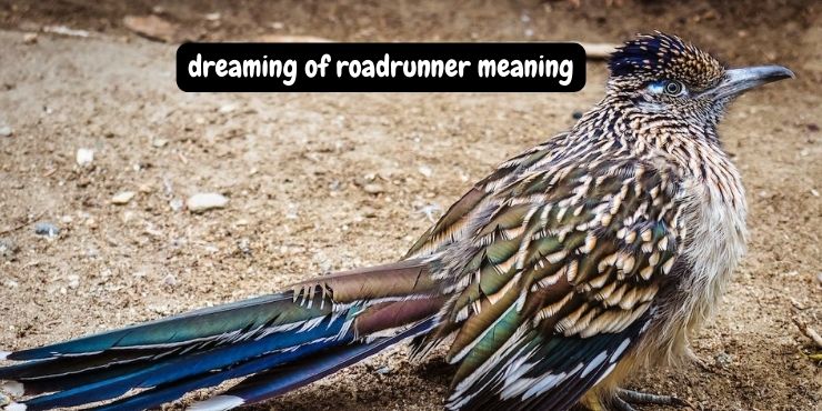 dreaming of roadrunner meaning