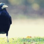 Rook Bird Symbolism, Meaning, and Totem