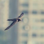 Spiritual Meaning and Mysticism of the Swift Bird