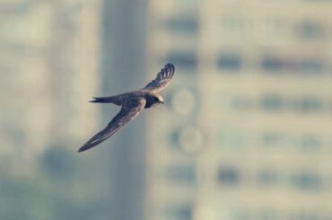 Spiritual Meaning and Mysticism of the Swift Bird