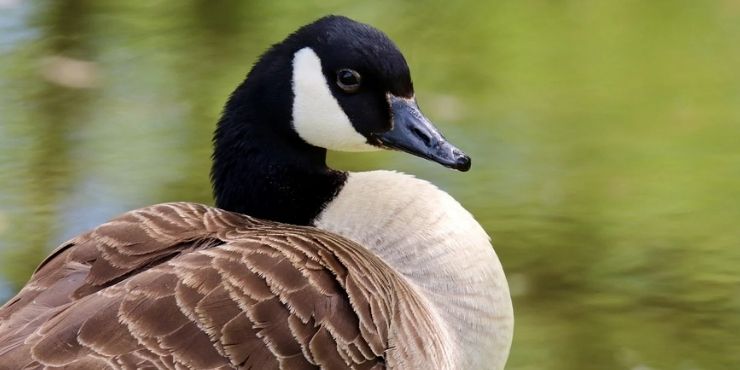 The Spiritual Meaning of the Lone Goose
