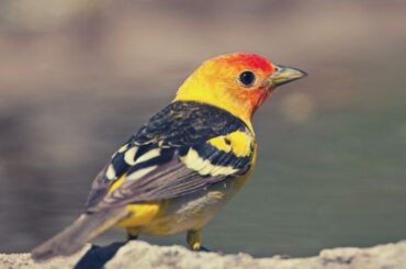 Western Tanager Spiritual Meaning