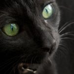 black cats with green eyes meaning
