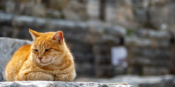 What is Stray Cat Meaning: Unveiling Feline Symbolism
