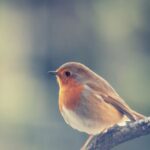 Biblical Meaning of Robin With Symbolism and Totem