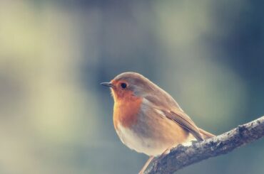 Biblical Meaning of Robin With Symbolism and Totem