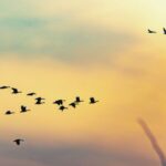 Birds Flying in Circles spiritual meaning