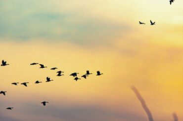 Birds Flying in Circles spiritual meaning