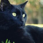 Black Cat Spiritual Meaning, Symbolism, and Totem