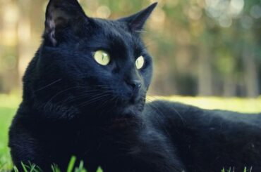 Black Cat Spiritual Meaning, Symbolism, and Totem