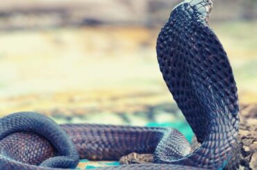 Black Cobra Spiritual Meaning, Symbolism, and Totem