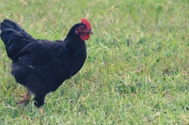 Black Hen Spiritual Meaning, Symbolism, and Totem