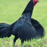 Black Rooster Symbolism, Meaning, and Totem
