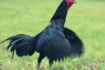 Black Rooster Symbolism, Meaning, and Totem