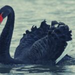 Black Swan Spiritual Meaning, Symbolism, and Totem