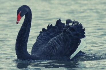 Black Swan Spiritual Meaning, Symbolism, and Totem