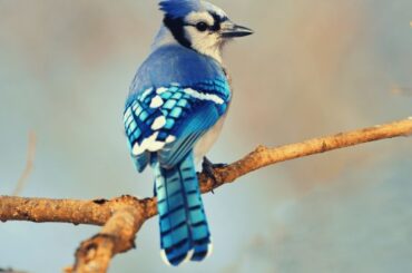 Blue Cardinal Spiritual Meaning, Symbolism, and Totem