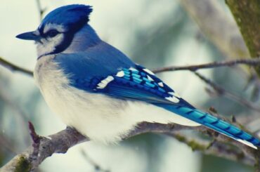 Blue Jay Symbolism