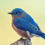 Bluebirds in the Bible and Dreams