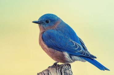 Bluebirds in the Bible and Dreams