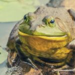 Bullfrog Spiritual Meaning, Symbolism, and Totem