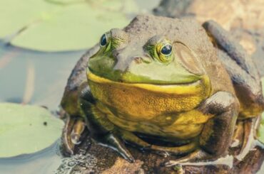 Bullfrog Spiritual Meaning, Symbolism, and Totem