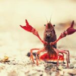 Crayfish Spiritual Meaning, Symbolism, and Totem