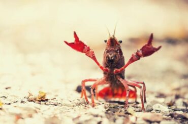 Crayfish Spiritual Meaning, Symbolism, and Totem