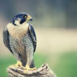 Falcon Symbolism in the Bible With Meaning and Totem