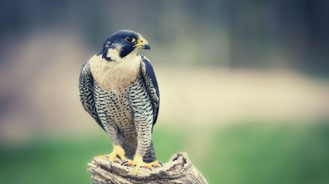 Falcon Symbolism in the Bible With Meaning and Totem