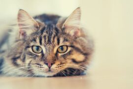 Golden Brown Cats Their Spiritual Meaning, Symbolism, and Totem Explained