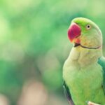 Green Parrot Symbolism, Meaning and Totem