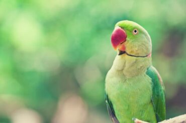 Green Parrot Symbolism, Meaning and Totem