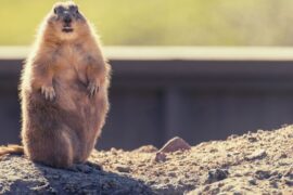 Groundhog Spiritual Meaning, Symbolism, and Totem