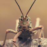 Locust Spiritual Meaning, Symbolism, and Totem