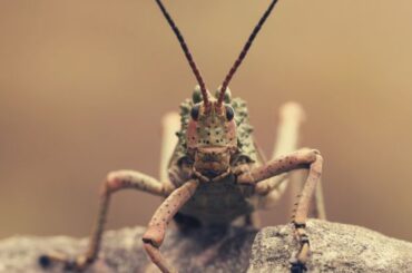 Locust Spiritual Meaning, Symbolism, and Totem