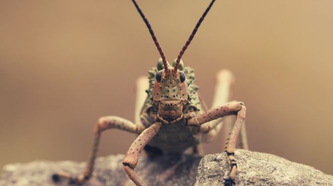 Locust Spiritual Meaning, Symbolism, and Totem