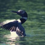 Loon Spiritual Meaning, Symbolism, and Totem