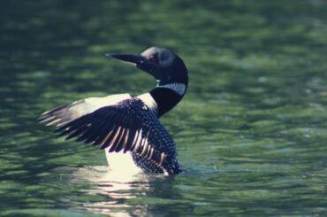 Loon Spiritual Meaning, Symbolism, and Totem
