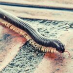 Millipede Spiritual Meaning, Symbolism, and Totem