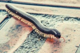 Millipede Spiritual Meaning, Symbolism, and Totem