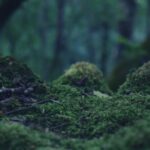 Moss Spiritual Meaning, Symbolism, and Totem