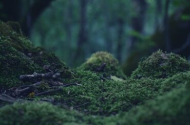 Moss Spiritual Meaning, Symbolism, and Totem